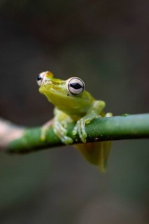 Glass frog (Centrolenidae) sitting on a stem, Heredia province, Costa Rica, Central America