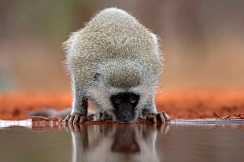 Vervet Monkey (Chlorocebus pygerythrus), adult, drinking, at the water, Kruger National Park,