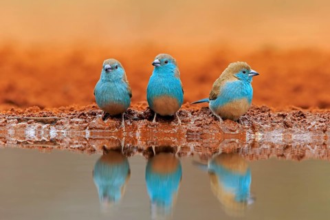 Blue-winged Oriole (Uraeginthus angolensis), Angola Butterfly Finch, adult, three birds, at the