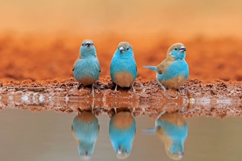 Blue-winged Oriole (Uraeginthus angolensis), Angola Butterfly Finch, adult, three birds, at the