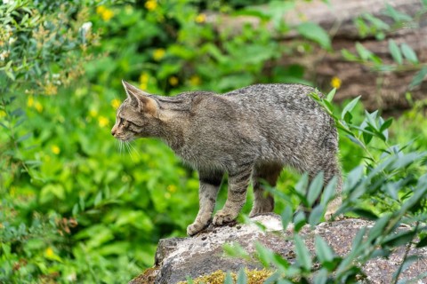 A cat stands on a stone and attentively observes its surroundings in the green forest, wild cat