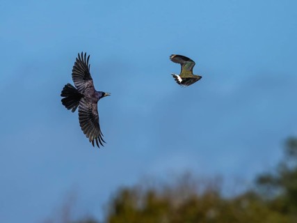 Rook, Corvus frugilegus and Northern Lapwing, Vanellus vanellus in a flight