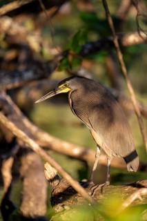 Bare-throated tiger heron (Tigrisoma mexicanum), Corcovado National Park, Osa, Puntarena Province,