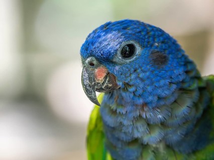 Blue headed pionus (Pionus menstruus), Aviario Nacional de Colombia, Via Baru, Province of