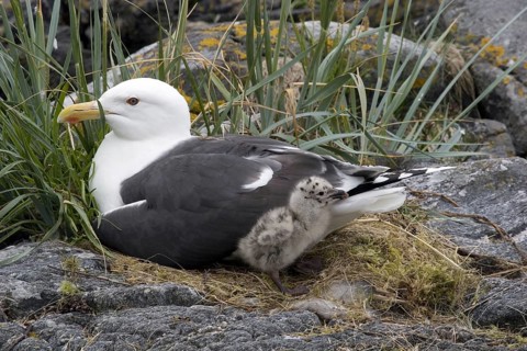 Great black-backed gull with chicks, (Larus marinus), Europe, Sweden, Great black-backed gull,