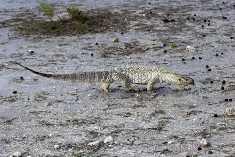 Steppe monitor lizard, (Varanus exanthematicus), looking for food after a rain shower, Etosha