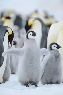 Emperor penguins (Aptenodytes forsteri), Chick Spreading Wings, Snow Hill Island, Antartic