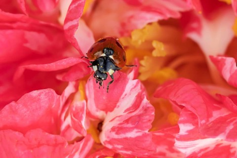 Seven-spot ladybird (Coccinella septempunctata) adult insect on a garden Camellia flower in the