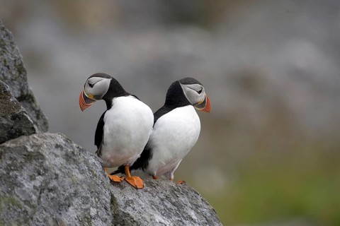 Puffin, (Fratercula artica), Europe, Norway, standing, cliffs, two animals, Scandinavia, Europe