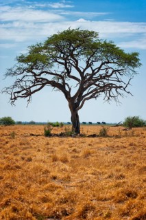 Free standing tree in the landscape with elephant herd, elephant (Loxodonta africana), steppe,