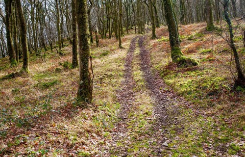 Narrow track climbs steeply through winter woodland, Exmoor national park, Devon, England, United