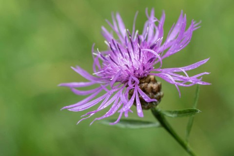 Brown knapweed (Centaurea jacea), Emsland, Lower Saxony, Germany, Europe