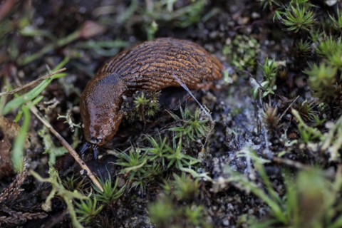 A nudibranch crawls across the forest floor near Münster, 08.04.2024. A person walks in the