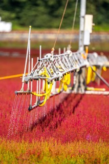 Automatic irrigation on an outdoor area of a horticultural business, autumn plants, heather plants,