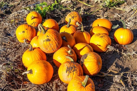Pumpkin field, ripe pumpkins, shortly in front of harvest, near Neuss, North Rhine-Westphalia,