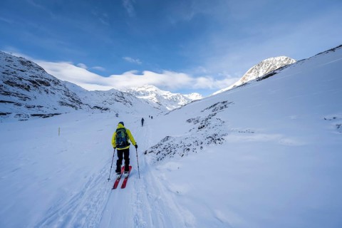 Ski tourers ascending in the rear Martell Valley, snow-covered mountain peak Monte Cevedale behind,