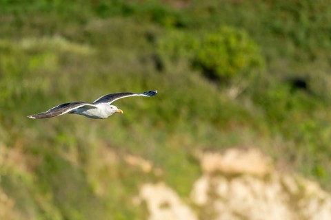 Great black-backed gull (Larus marinus) gliding along the cliffs of the Atlantic Ocean. Camaret,