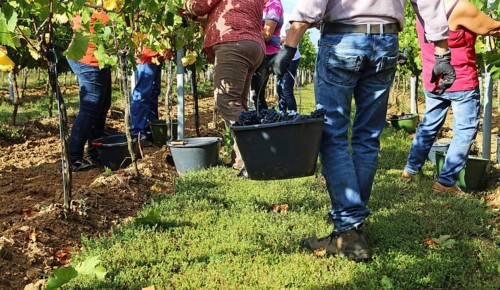 Grape grape harvest: Hand-picking Pinot Noir grapes in a vineyard in the Palatinate