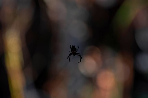 Orb-weaver spider (Araneidae) in its web, Silhouette against the light at night, Creepy night shot,