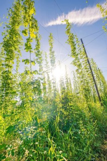 High growing green fields of plants illuminated by the bright sun on a clear day, Hopfengarten,
