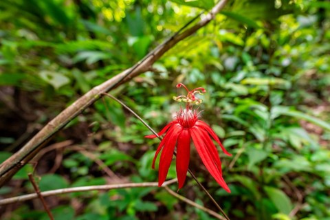 Flower of a red passion flower (Passiflora vitifolia) in the tropical rainforest, Corcovado