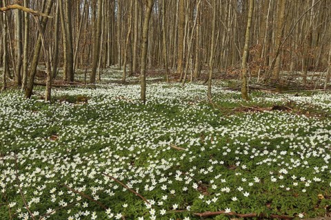 Wood anemone (Anemone nemorosa) Carpet of flowers in deciduous forest, Allgäu, Bavaria, Germany,
