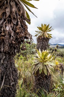 Espeletia Pycnophylla, Paramo de Gabriel Lopez, Totoro, Cauca, Colombia, South America