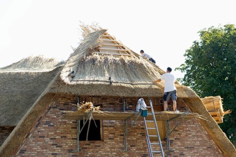 Roofer covering a thatched roof, Föhr, North Frisian Islands, North Frisia, Schleswig-Holstein,