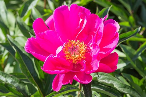 Pink peony flower in a botanical garden