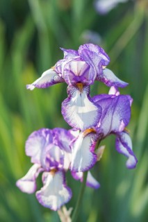 Colorful purple irises in a botanical garden