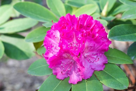Blooming rhododendron in the botanical garden in spring