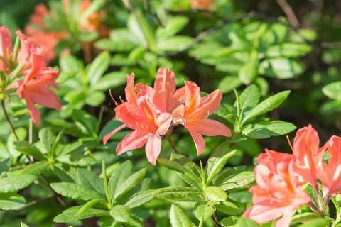 Blooming rhododendron in the botanical garden in spring