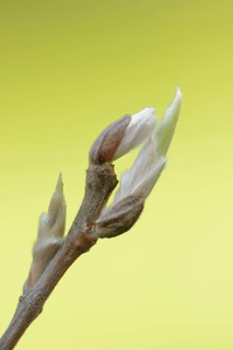 White willow (Salix alba), leaf buds in spring, North Rhine-Westphalia, Germany, Europe