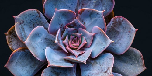 Close up of Echeveria succulent plant on dark background. KI generiert, generiert, AI generated