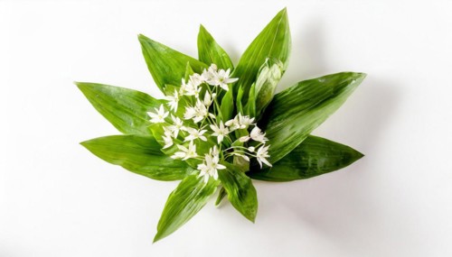 Wild garlic leaves and flowers are artfully arranged in a circle on a white background, wild
