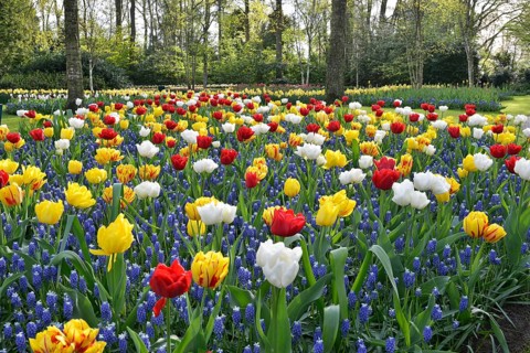 Tulips (Tulipa) and grape hyacinths (Muscari) at Keukenhof, Lisse, South Holland