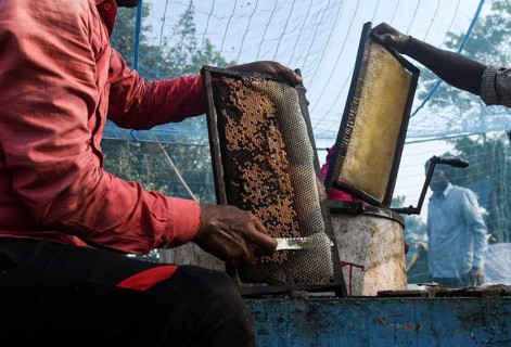 Bee keepers working in a bee farm near a masturd field in a village in Barpeta district of Assam in
