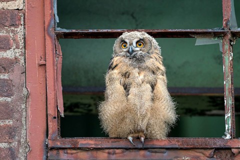Eurasian eagle-owl (Bubo bubo), fledged young bird, in an old window frame, industrial building,