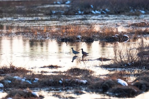 Spotted Redshank (Tringa erythropus) two birds standing in lake at sunset, on marshland in typical