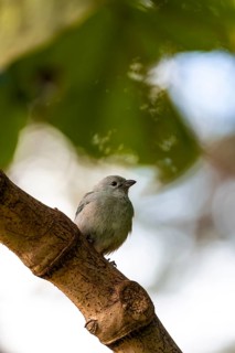 Palm tanager (Thraupis palmarum), sitting on a branch, Monteverde cloud forest, Monte Verde, Costa