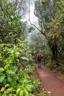 Young man on hiking trail through foggy rainforest, dense vegetation, Poás National Park, central