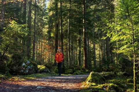 A hiker on the hiking trail around the Vorderer Gosausee. Autumnal forest. Good weather, sunshine.