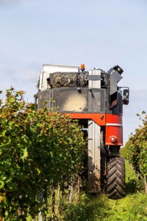 Harvest of Sankt Laurent red wine grapes in the Palatinate