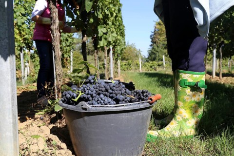 Grape grape harvest: Hand-picking Pinot Noir grapes in the Palatinate (Norbert Groß Winery,