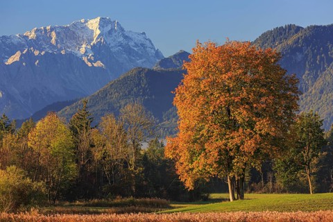 Autumn coloured trees in front of snowy mountains in the morning light, view of Zugspitze, Murnau,