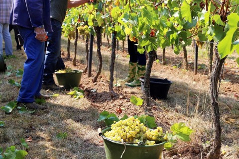 Grape grape harvest: Manual harvest of Chardonnay grapes in a vineyard in the Palatinate