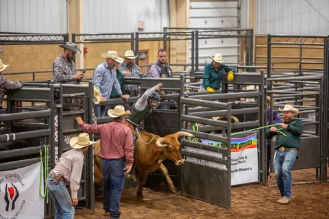 Oklahoma City, Oklahoma, Steer riding at the Great Plains Rodeo, an annual gay rodeo that features