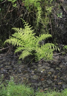 Lady fern (Athyrium filix-femina), by the water, North Rhine-Westphalia, Germany, Europe