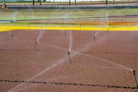 Horticultural business, irrigation with a sprinkler system, outdoors, plants grow here to be sold