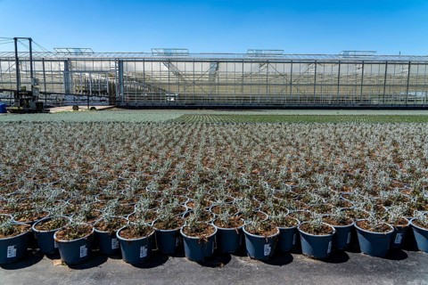 Horticultural business, greenhouse and open-air, various types of potted plants are grown here to